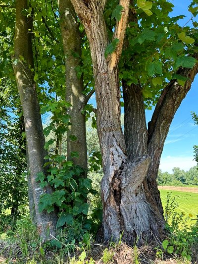 Wojsławickie Klimaty - galeria zdjęć